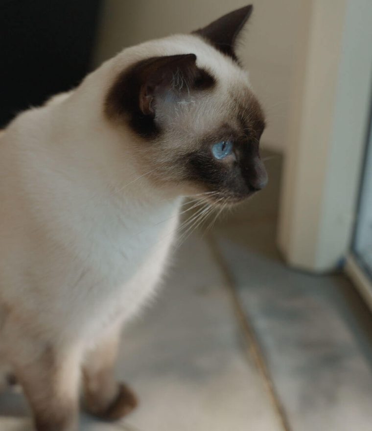 Siamese cat looking out a Phantom Screens retractable door screen