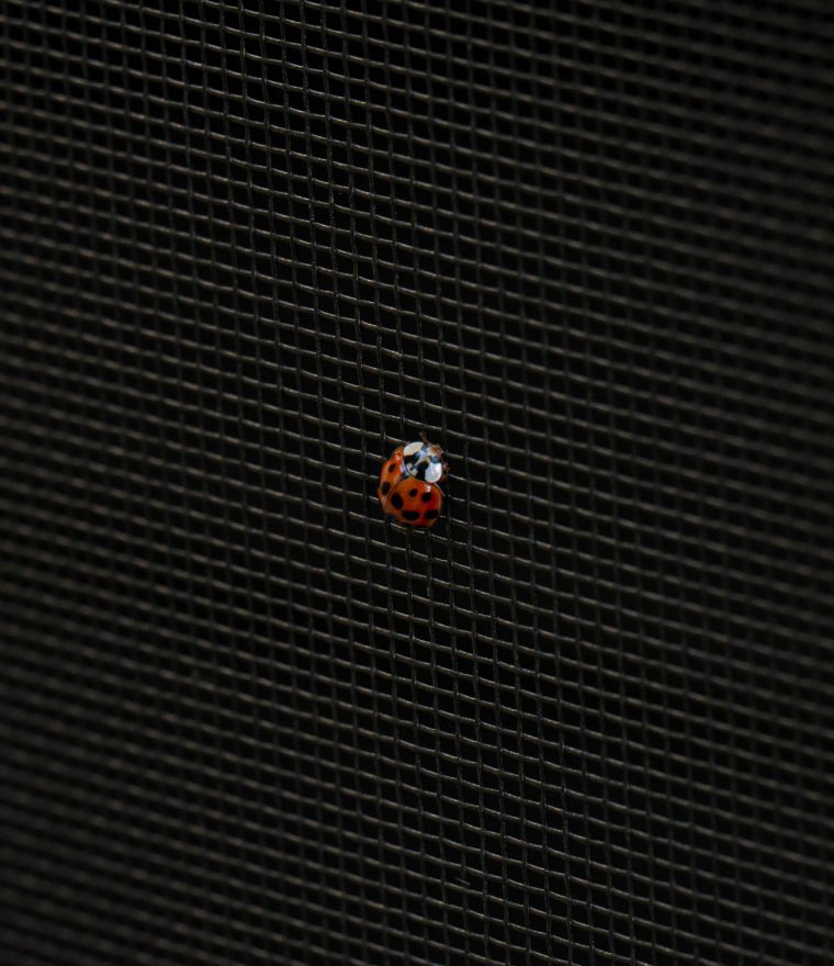 Ladybug on Phantom Screens